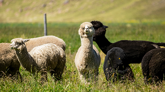 A mano o a máquina, la alpaca llena de colores al mundo
